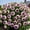 H, variant on Peony, Low Maintenance - Easy Grow - Ideal for Beds Borders, Plant Pots & Planters
