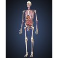 thumbnail image 2 of Human skeleton with organs and circulatory system Poster Print, 2 of 2