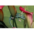 thumbnail image 2 of Jones, Adam 14x11 Black Ornate Wood Framed with Double Matting Museum Art Print Titled - Veiled chameleon, 2 of 4