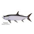 thumbnail image 5 of Charting Nature Gamefish of The Saltwater Flats and Shallows 12" x 18" Poster, 5 of 7