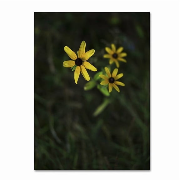 Trademark Fine Art "Brown-Eyed Sn" Canvas Art by Kurt Shaffer