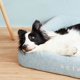 thumbnail image 3 of Indoor Sofa Puppy Dog Bed Accessories Kennel Canil Enclose Cat Shop Dog Bed Camping Furniture Casa Perro Pet Products MR50DH ShopWise Round, 3 of 8