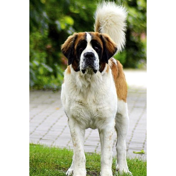 St Bernard Notebook