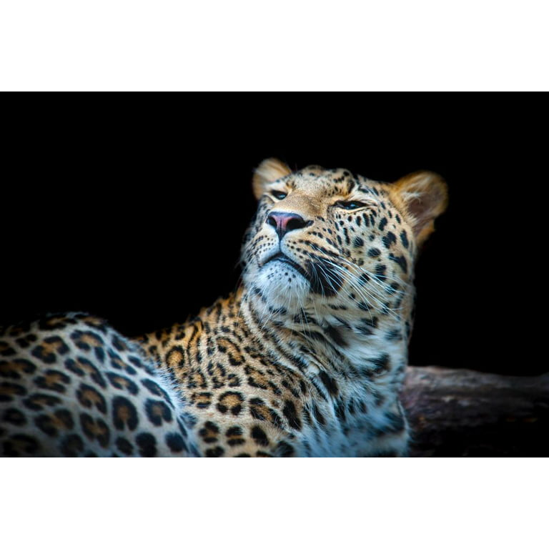 Leopard Face Detail Photograph Leopard Pictures Wall Decor Jungle Animal  Pictures for Wall Posters of Wild Animals Jungle Leopard Print Decor Animal  Wall Decor Cool Wall Decor Art Print Poster 24x16 