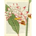 thumbnail image 3 of Dellal, Remy 15x18 Black Modern Framed Museum Art Print Titled - Vintage Botany II, 3 of 5