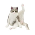 thumbnail image 3 of Lubelski Simulation Cat Figurine PVC Solid Kitten Model Realistic Miniature Cute Animal Figure Model Desktop Ornament Car Home Decoration, 3 of 8
