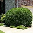 Brighter Blooms Skip Laurel Shrub 5 Gal No Shipping To AK AZ CA brighter-blooms-skip-laurel-shrub-5-gal-no-shipping-to-ak-az-ca