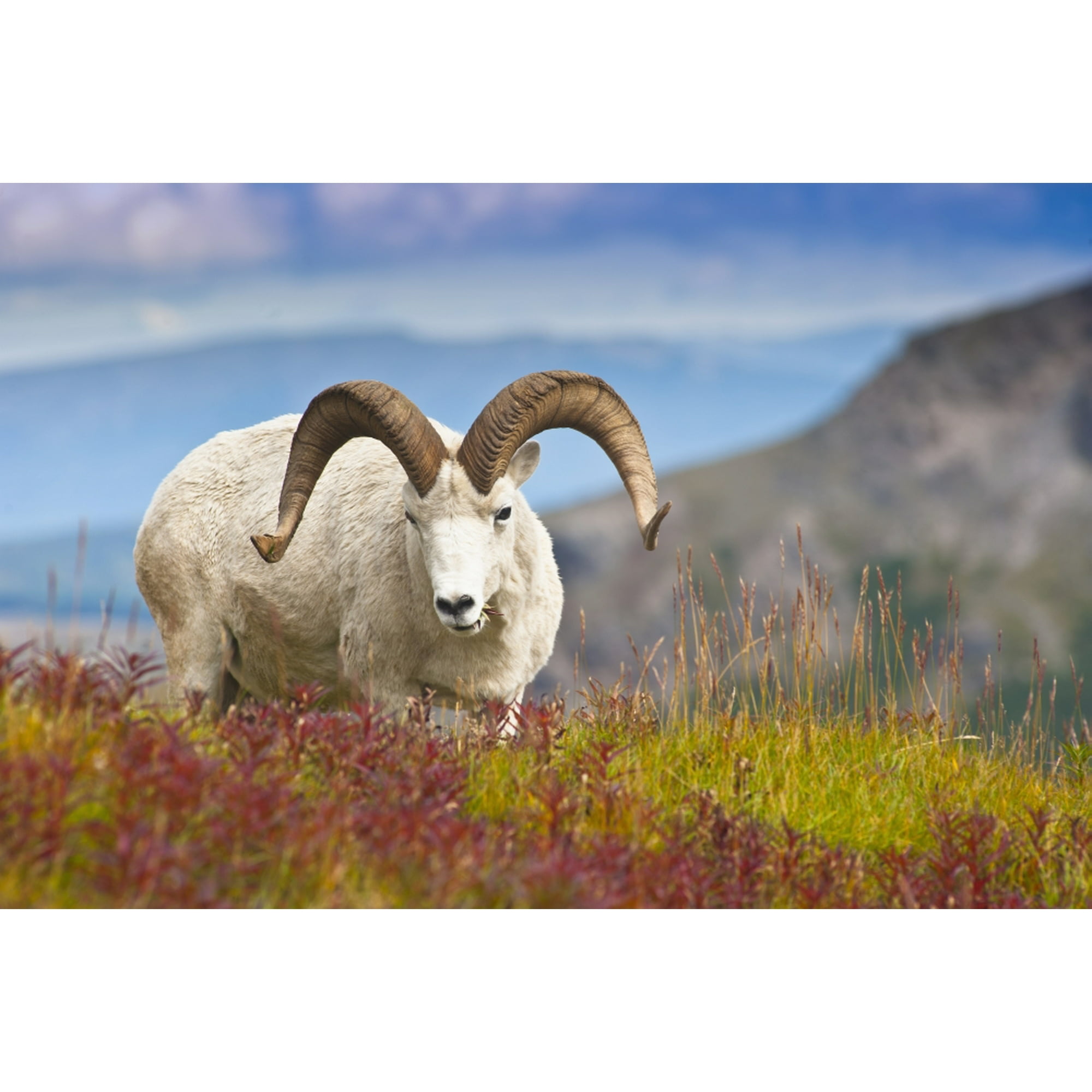 Close Up Of A Large Dall Sheep Ram Standing On Fall Tundra Near