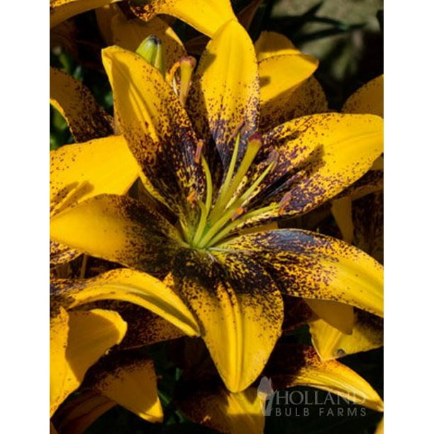 Graffiti Asiatic Lily