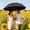 Black, variant on 38" Large Compact Travel Umbrella Folding Sun Umbrellas for Rain Oversized Foldable Vented Double Windproof Telescopic 8 Ribs Sturdy Large Size, White