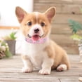 thumbnail image 3 of Pet Collars - Cute Flower Rhinestone Studded Dog Collar with Bling Bling Shine for Small and Medium Dogs, 3 of 3