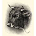thumbnail image 2 of Lehnert, F. 12x13 White Modern Wood Framed Museum Art Print Titled - Antique Cattle IV, 2 of 4