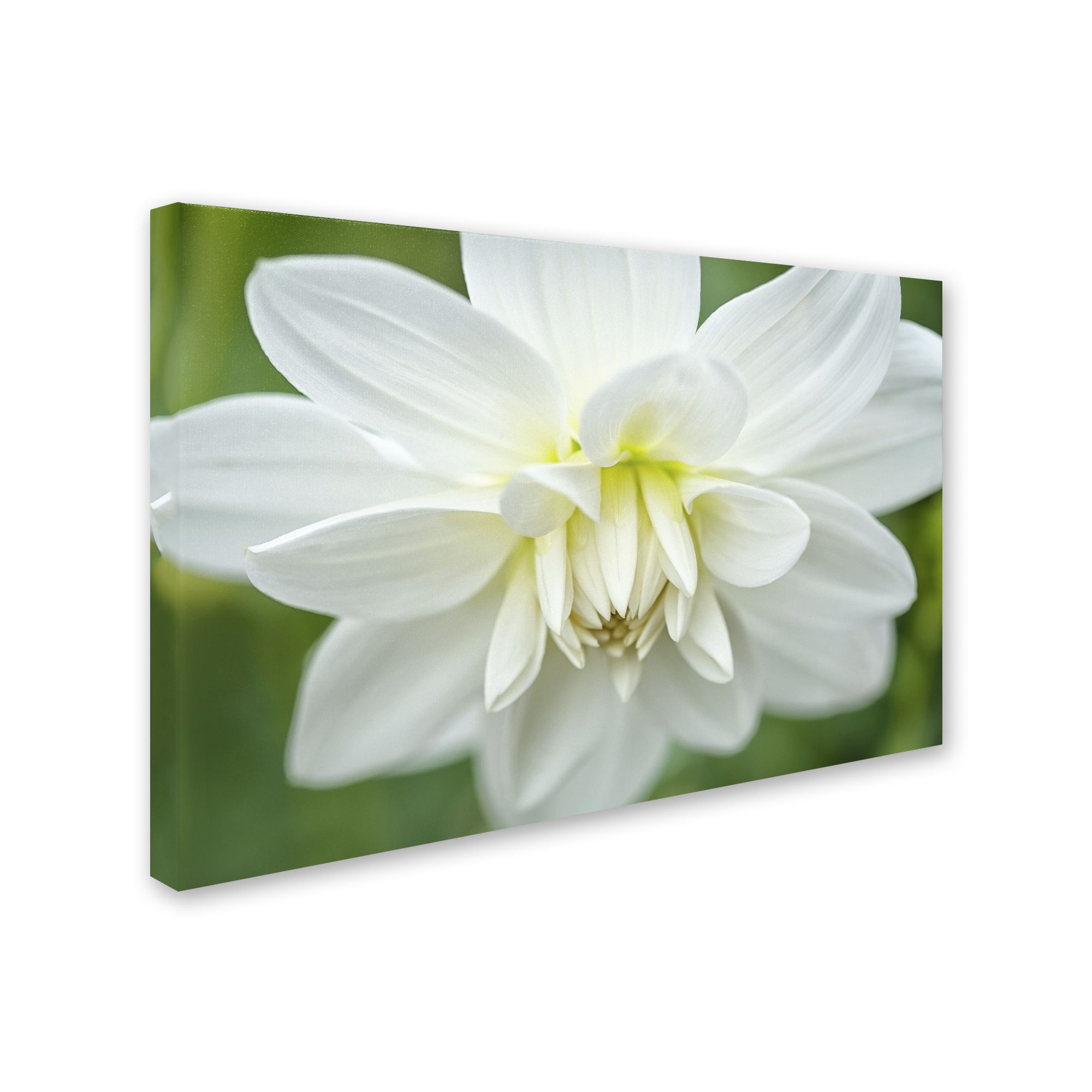 Trademark Fine Art 'White Dahlia' Canvas Art by Cora Niele