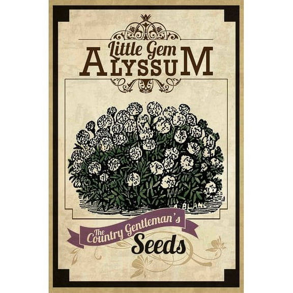 Marmont Hill "Flower Packet Alyssum" Painting Print on Canvas