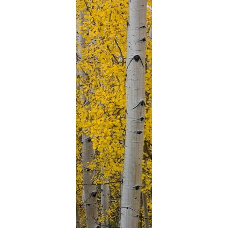 Quaking Aspen (Populus Tremuloides) Tree, Boulder Mountain, Dixie National Forest, Utah, USA Print Wall Art By Panoramic Images