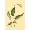 thumbnail image 1 of Surinam Butterflies, Moths & Caterpillars (Plate 113)-Fine Art Canvas Print (20" x 30"), 1 of 1