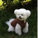 thumbnail image 1 of Ropa para perros ropa para perros ropa para perros ropa para mascotas ropa engrosada ropa de algodón ropa para mascotas tamaño m Shuxiu Wang  9024719180243, 1 of 5