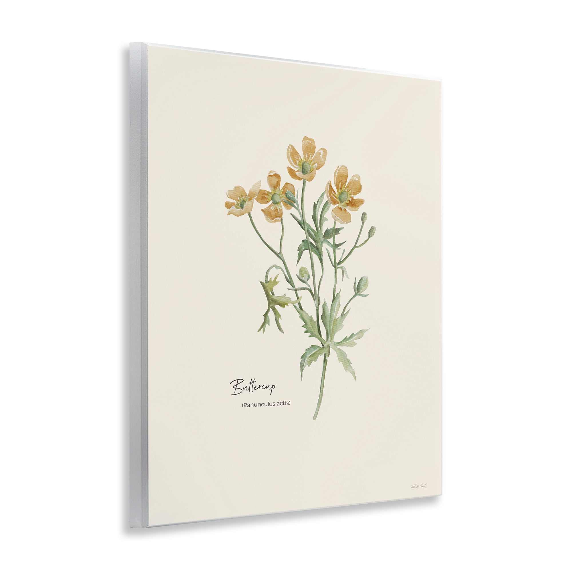 Stupell Industries Simple Buttercup Flowers Botanical & Floral Painting Unframed Art Print Wall Art, 11 x 14