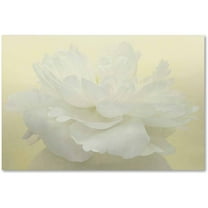 Trademark Fine Art 'Pure White Peony' Canvas Art by Cora Niele