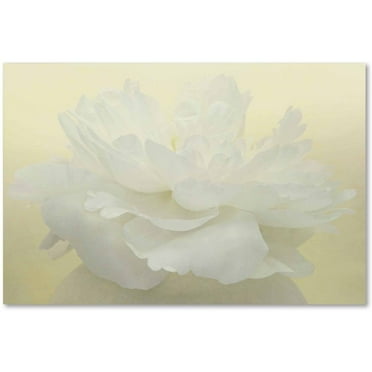 Trademark Fine Art 'Pure White Peony' Canvas Art by Cora Niele