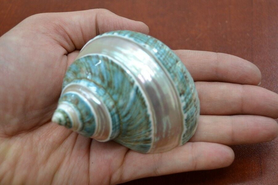 Green Banded Pearl Turbo Seashell Hermit Crab 3' - 3 1/2'