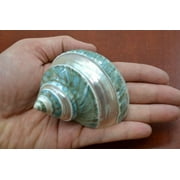 Green Banded Pearl Turbo Seashell Hermit Crab 3" - 3 1/2"