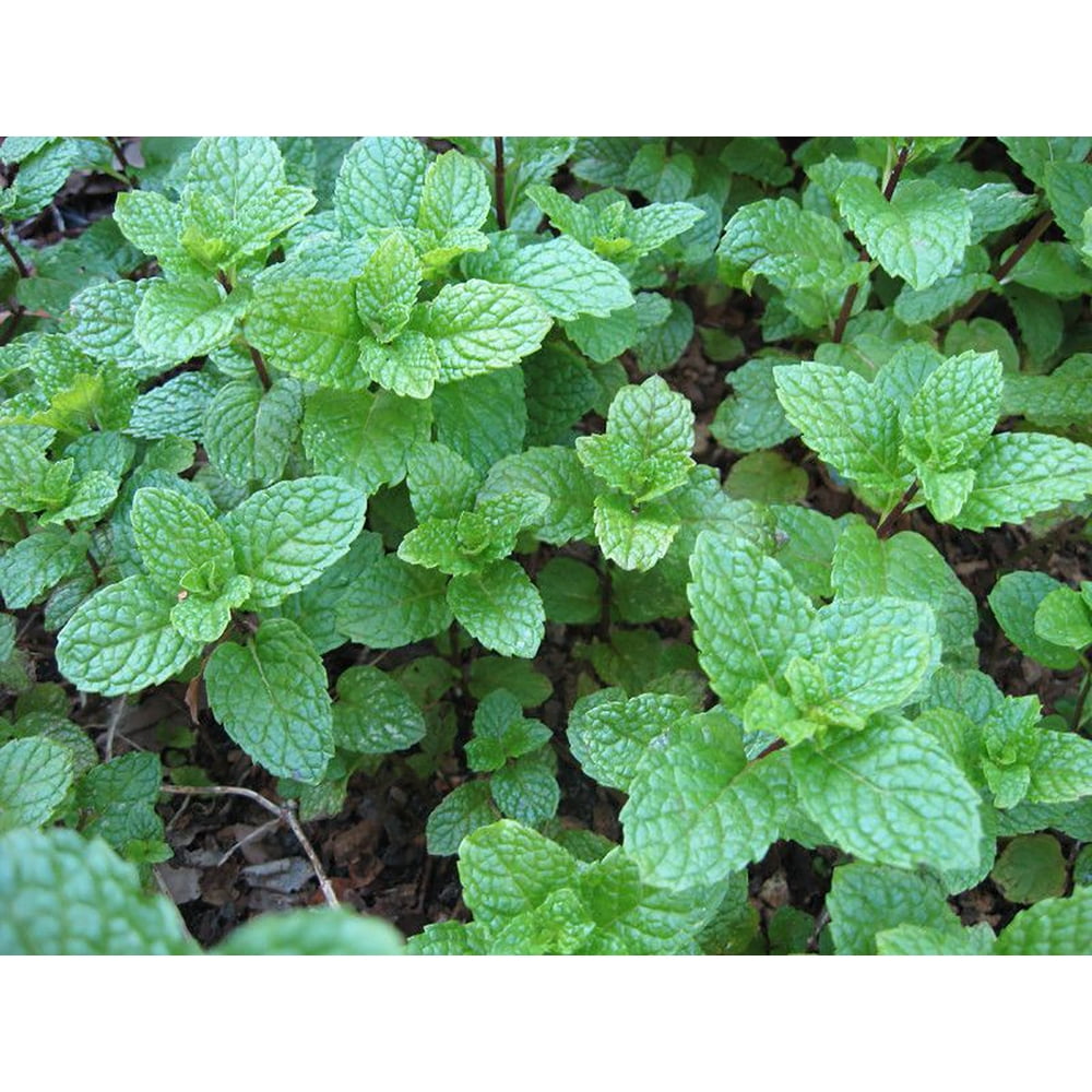 Kentucky Colonel Spearmint Indoors/Out Live Plant Quart Pot