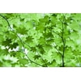 thumbnail image 2 of Carter, Jean 32x23 White Modern Wood Framed Museum Art Print Titled - CA, Redwoods Spring canopy of vine maple leaves, 2 of 4
