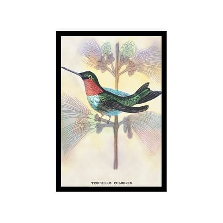Hummingbird: Trochilus Colubris Print (Unframed Paper Print 20x30)