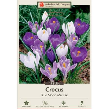 Blue Moon Mix Crocus - Blues and Purples - 8/9cm Bulbs - 15 Bulbs