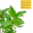 thumbnail image 6 of 4 Peppermint Plants – Fragrant Edible Perennial Herb for Fresh Tea, Cooking & Easy Growing in Containers, Herb Gardens & Outdoors (Mentha piperita L.) in 3.5” Cubes, Live Plants, 6 of 9