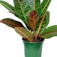 thumbnail image 3 of Live Croton Petra, Variegated Tropical Plant, Miracle Bush, Garden Croton, Mother's Day Gift, Valentine's Gift, Office Potted Plant, Mom Birthday Gift, Housewarming Gift in 4" Pot, 3 of 5