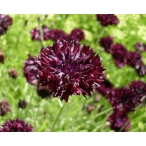 Black Bachelor Button 100 Seeds - Gothic - Annual