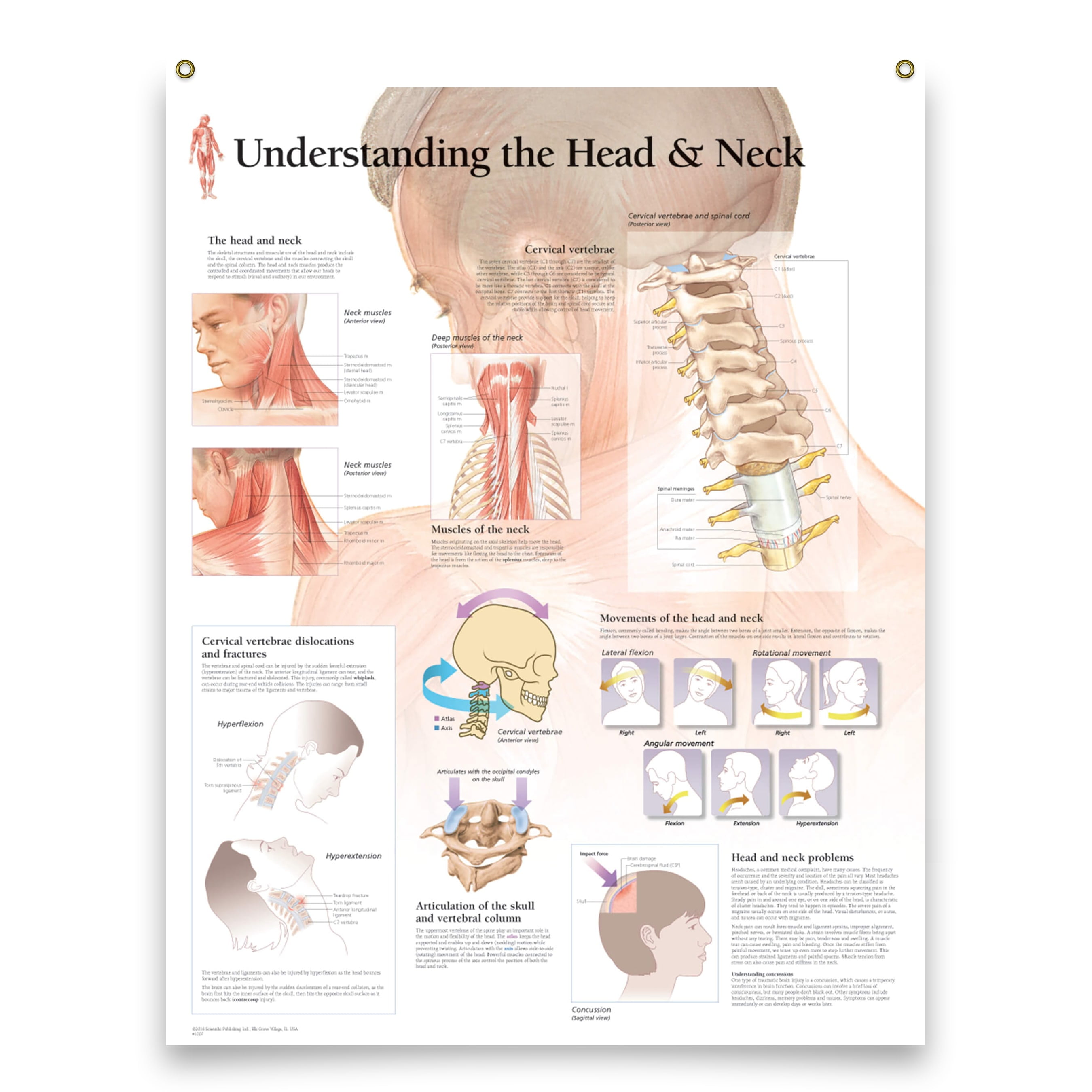Laminated Medical Poster Understanding The Head and Neck 22"x28" Wall