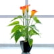 thumbnail image 2 of Bonsái de imitación, flor de cala naranja, ideal para cualquier ocasión, 2 of 8