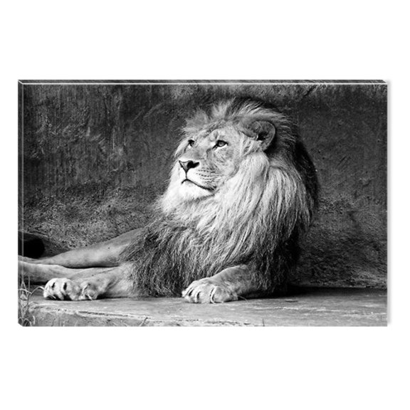 Startonight Canvas Wall Art Black and White Abstract Lion King Animals Jungle, Dual View Surprise Artwork Modern Framed Ready to Hang Wall Art 100% Original Art Painting 23.62 X 35.43 inch