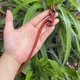 thumbnail image 1 of Horquilla antigua tallada en madera de sándalo rojo lobular, placa para el cabello, artesanías de madera pulida a mano, regalos antiguos de caoba, 1 of 6