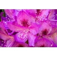 thumbnail image 2 of Horton, Janet 18x13 White Modern Wood Framed Museum Art Print Titled - Issaquah-Washington State-USA Deep Pink rhododendron in bloom, 2 of 4