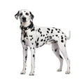 thumbnail image 2 of Dalmatian Standing Front White Wall Decal by Wallmonkeys Peel and Stick Graphic (24 in H x 21 in W) WM71210, 2 of 4