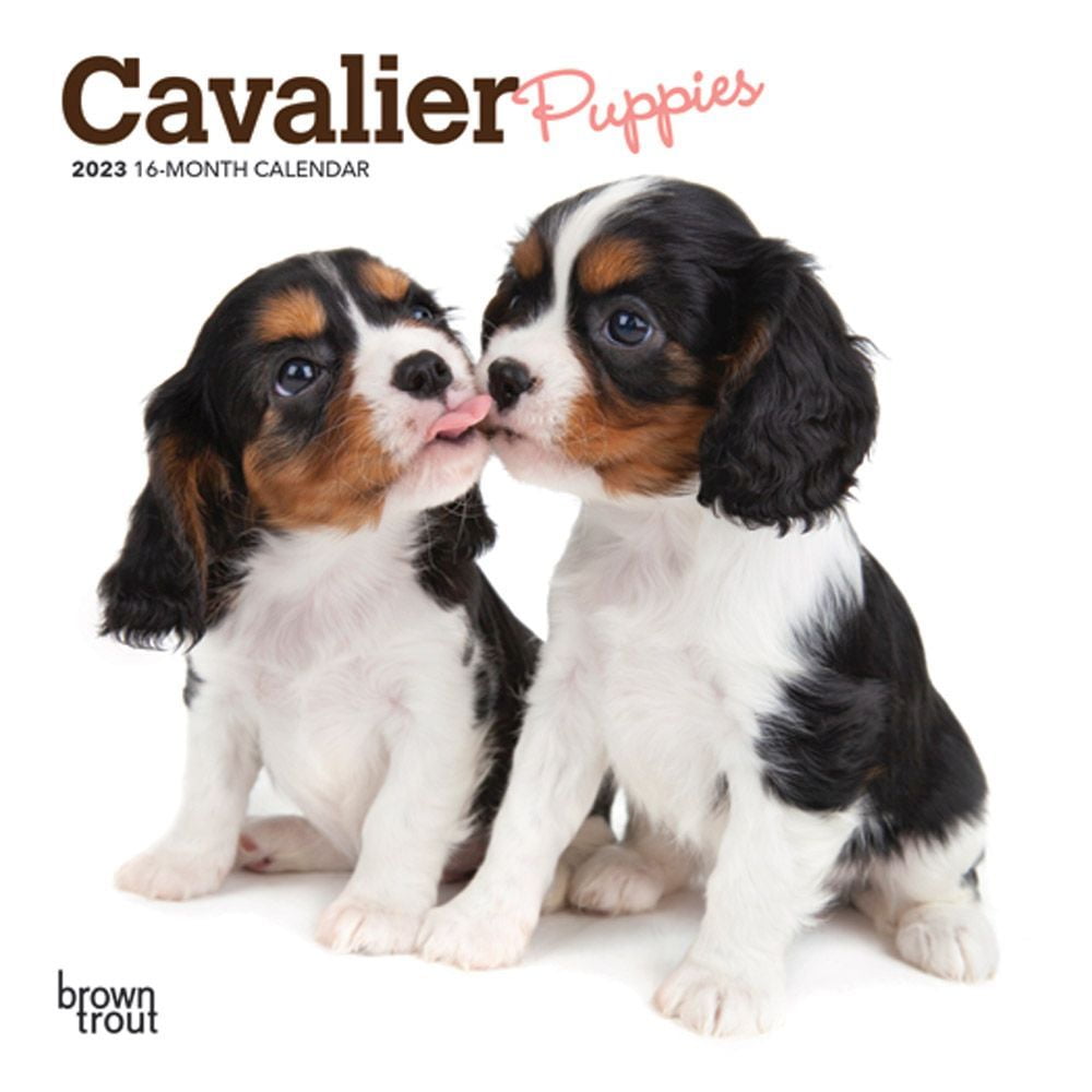 Cavalier King Charles Spaniel Puppies 2023 Mini Wall Calendar 7x7