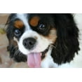 thumbnail image 2 of Karyn Millet 18x13 White Modern Wood Framed Wall Art Titled - King Charles Spaniel, 2 of 5