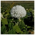 thumbnail image 2 of Everwilde Farms - 1 lb Wild Hydrangea Native Wildflower Seeds - Gold Vault Bulk Seed Packet, 2 of 2
