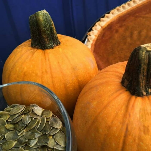 Pumpkin Seeds - Treated Naked Bear Variety Pumpkin Seeds - Non-GMO - 25 Seeds