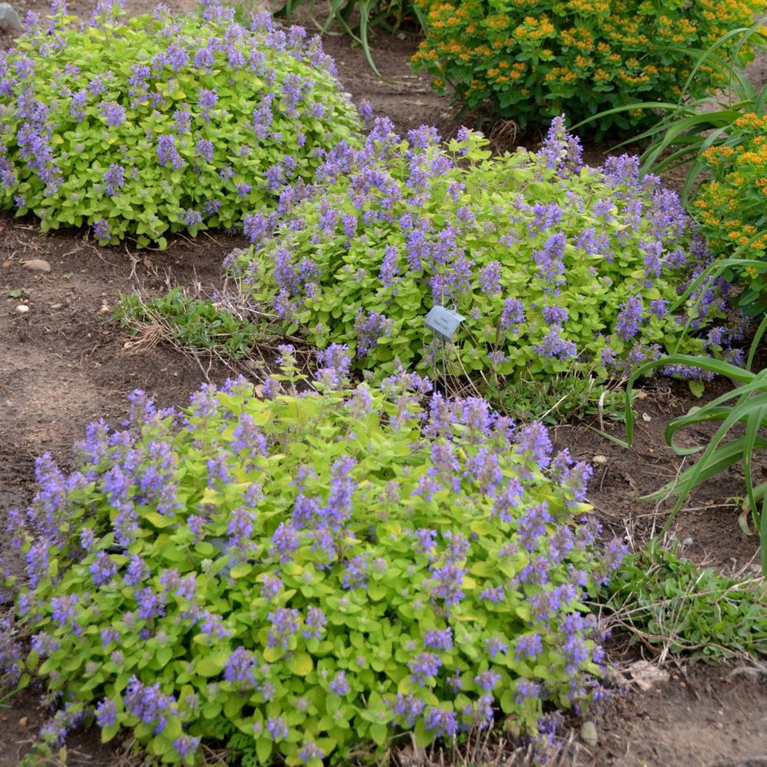 Proven Winners 5" Blue 'Lemon Purrfection' Catmint Live Plant in 4.5" Pot (4 Count)