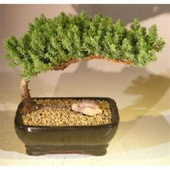 Juniper Procumbens Nana Juniper Bonsai Tree, Medium