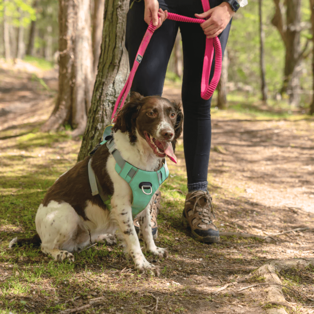 Alpha Pak | Cascades Stretchable Runner Dog Leash | Hands-Free | Reflective | Durable | 6-10 ft. Stretched | Metallic Blue