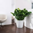 thumbnail image 2 of Lechuza Classico Self-Watering Polypropylene Indoor/Outdoor Planter, 2 of 8