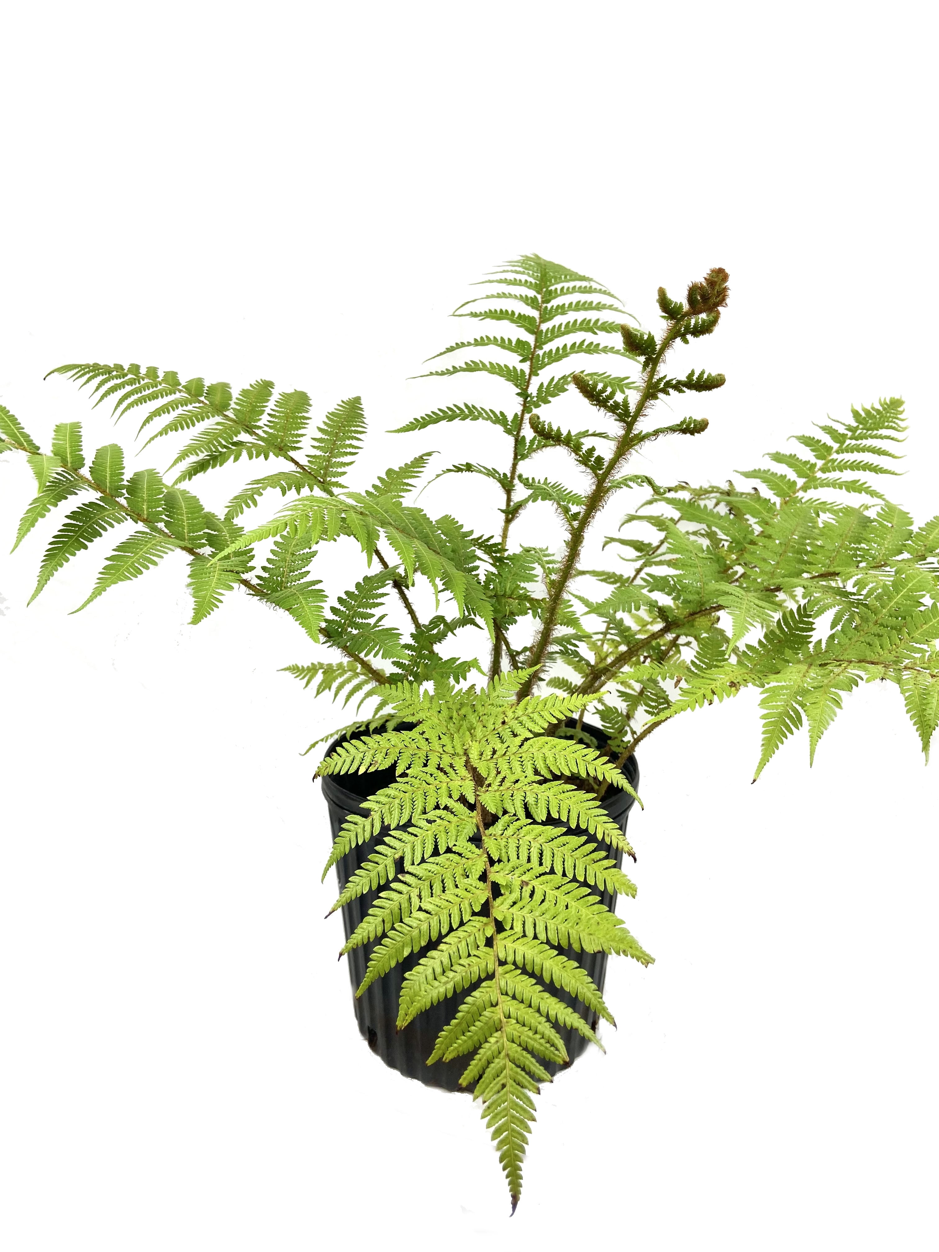 Australian Tree Fern Live Plant in a 10 inch Growers Pot