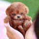 thumbnail image 3 of Milow Robot Puppy, Milow - My Realistic Robot Puppy, 3 of 4