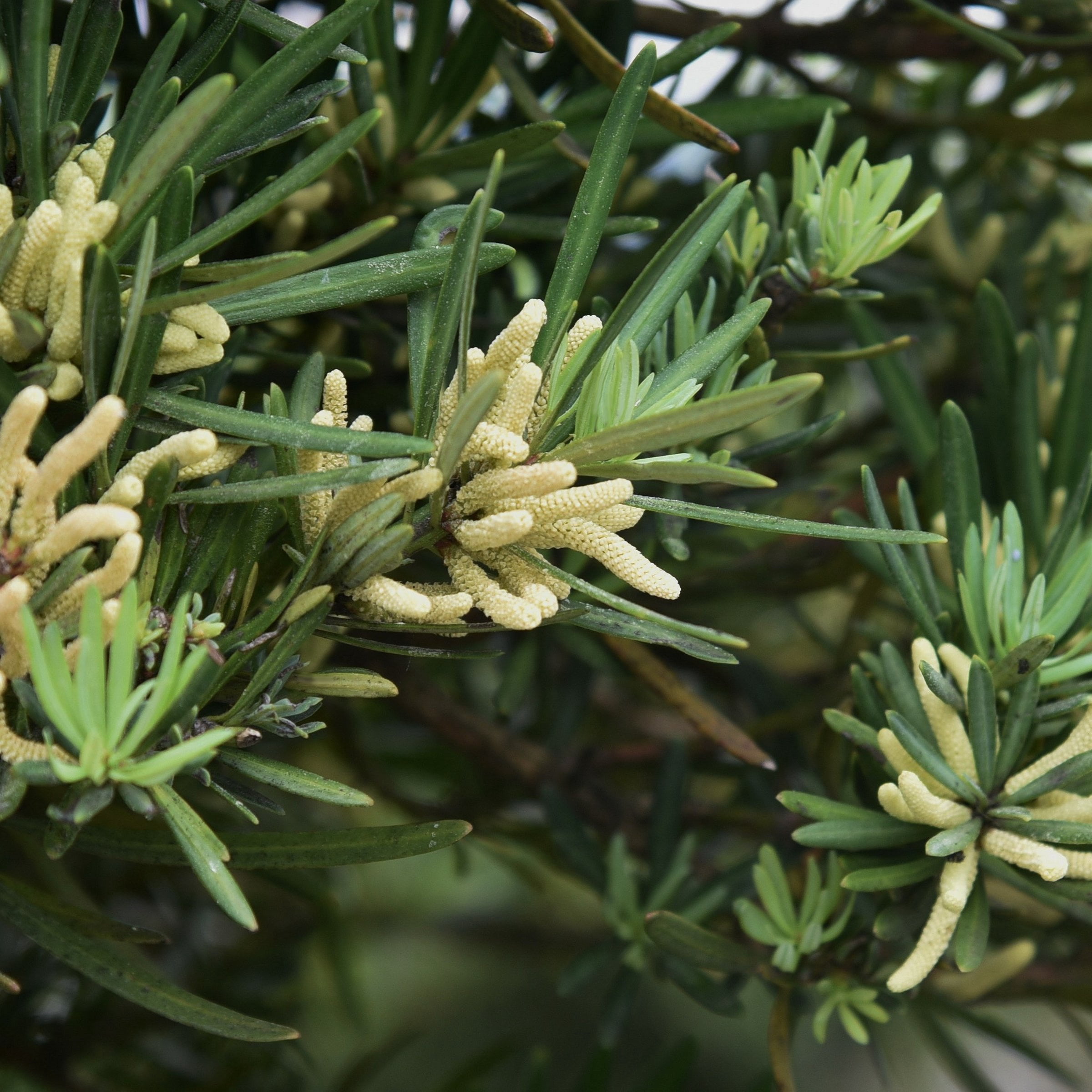 3 gal. Japanese Yew Dwarf Pringles Shrub